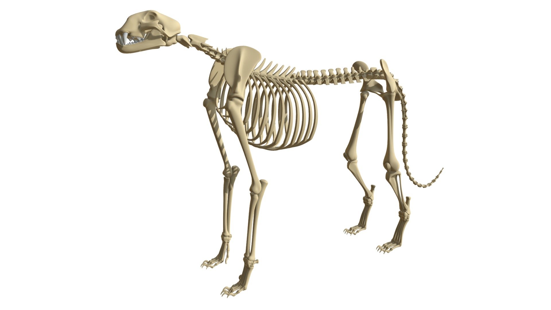 High quality 3d model of cheetah skeleton 3d model