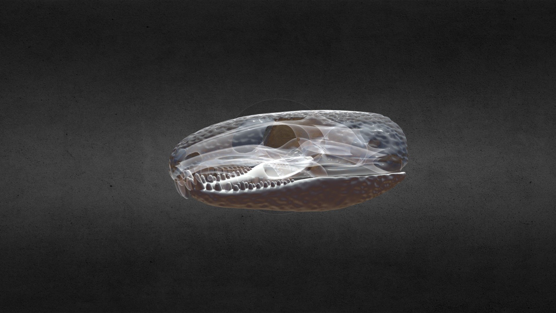 Lower jaw of a captorhinus, with a “glass” cranium to show how they fit together 3d model