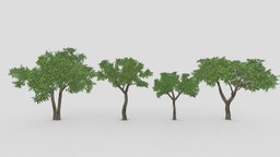 Orange Tree- Pack- 03 tree, plant, orange, unreal, nature, 3d-model, lowpoly-3dsmax, unity, orange-3d-collection, orange-3d-pack