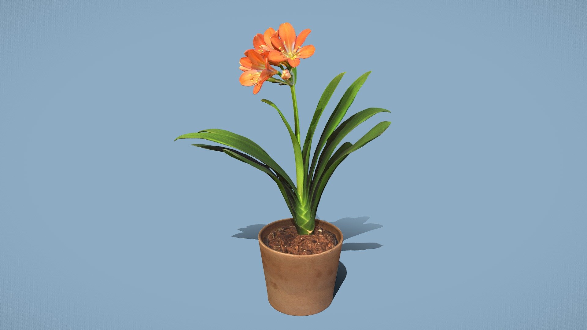 Clivia miniata

Model includes 8k diffuse map, 4k normal map, 4k ambient occlusion map, 4k subsurface map

Photos taken with A7Riv + 3xD5300 and various lenses

Processed with Metashape + Blender + Instant meshes + Substance - Bush lily - Buy Royalty Free 3D model by Lassi Kaukonen (@thesidekick) 3d model