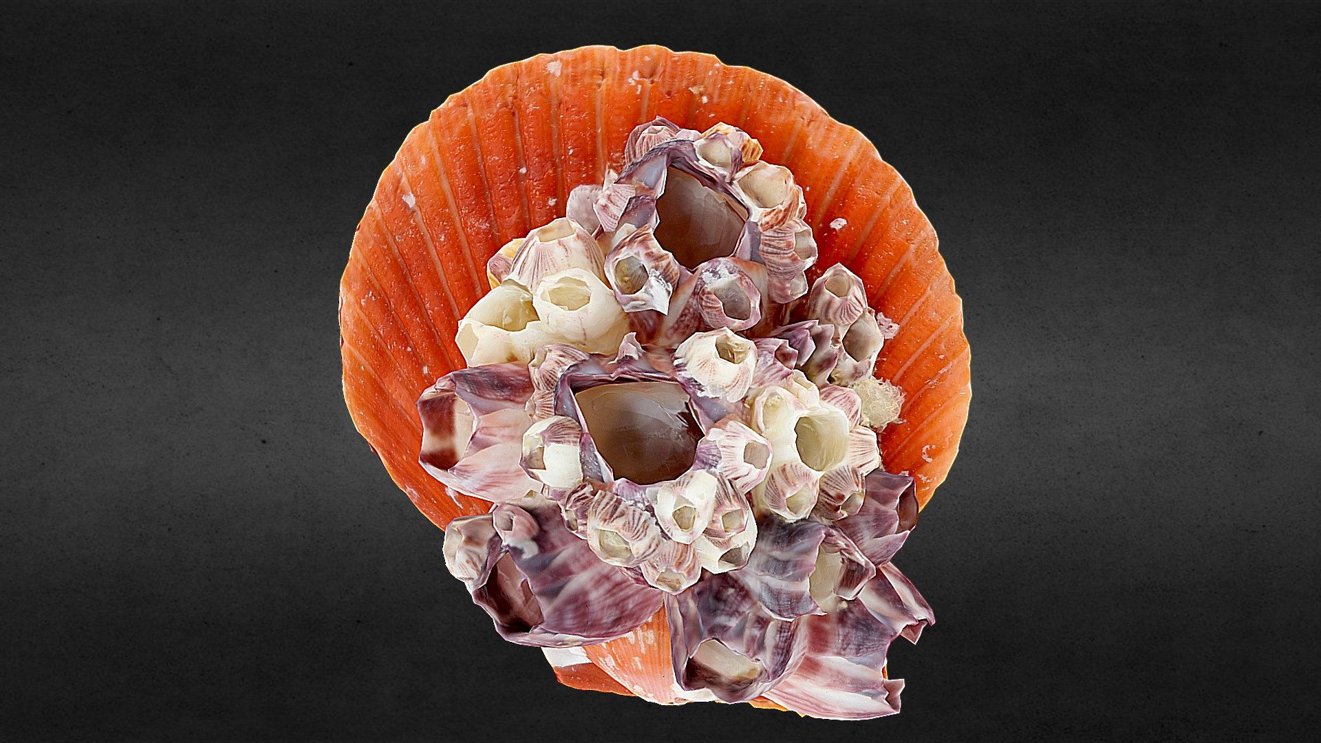 The bright orange shell of an uninhabited Oyster adorned with a pack of barnacles 3d model
