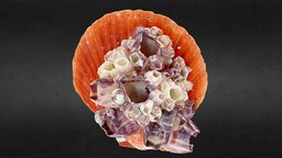 Orange Scallop with Barnacles shell, ocean, sealife, barnacles, oyster, sea