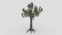 Kauri tree- S4