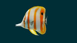 Butterflyfish fishing, underwater, animals, natural, ocean, butterfly, aquatic, nature, seafood, butterflyfish, fishfly, animal, sea