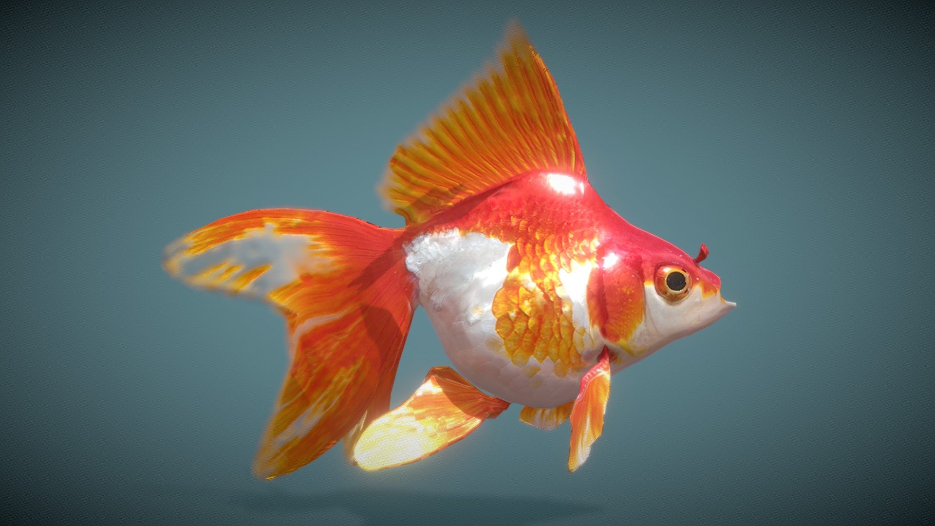 This is a variety of goldfish measuring between 10 and 15 cm. This model is made for game, multimedia or VR with different animations.

This Model contains:





8 animations ( Float, Swim-Slow, Swim-Fast, Emerge-Fast, Immerse-Fast, Jump, Emerge-Slow, Immerse-Slow)




4k sized textures (Base color, Roughness, Specular, Normal map, Bump Map and translucent) 



Mores informations at: picasty@gmail.com - Goldfish_Variety2 - Buy Royalty Free 3D model by Picasty 3d model
