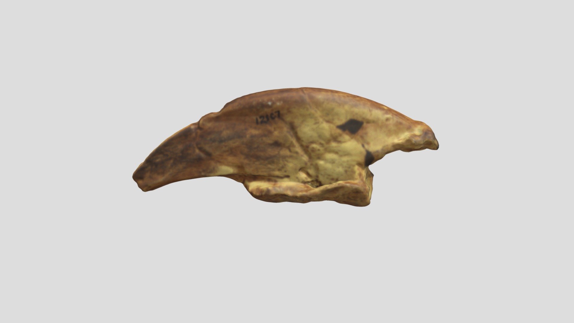 This cast of a Megalonyx claw was 3-D scanned with a Go!Scan50 scanner in December 2018 at the Academy of Natural Sciences in Philadelphia. The original giant ground sloth (Megalonyx jeffersonii) claw was sent to Thomas Jefferson in the late 1700s from a cave in what is now West Virginia.Repository specimen number ANSP 12507. It was recovered from Big Bone Lick, Kentucky by William Clark in 1807 for Thomas Jefferson. Courtesy of the Academy of Natural Sciences. A Virginia Commonwealth University Seed Grant supported the research trip that made this scanning effort possible.
A higher resolution scan made in March 2020 of the real claw is available at: https://skfb.ly/6RIZu - Megalonyx Claw Cast (VCU_3D_4147) - 3D model by Virtual Curation Lab (@virtualcurationlab) 3d model