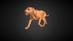 pitbull dog, pitbull, blender, animal, animation