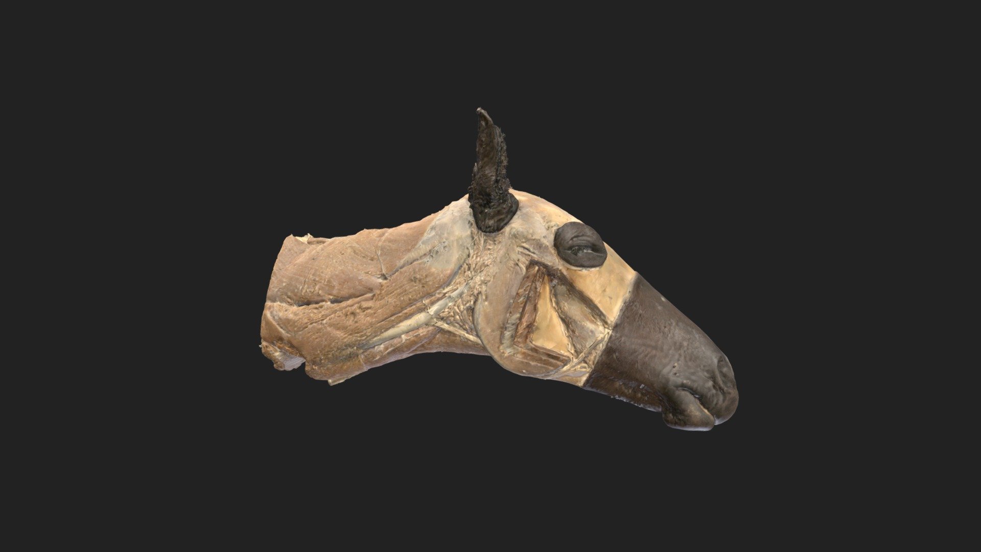 the head of a horse with a cutout of different layers of the masticatory muscles

size of specimen: 660.6 x 358.8 x 181.9 mm

3D scanning performed with the structured light scanners “Artec Leo” and “Artec Space Spider” - head of horse with masticatory muscels - 3D model by vetanatMunich 3d model