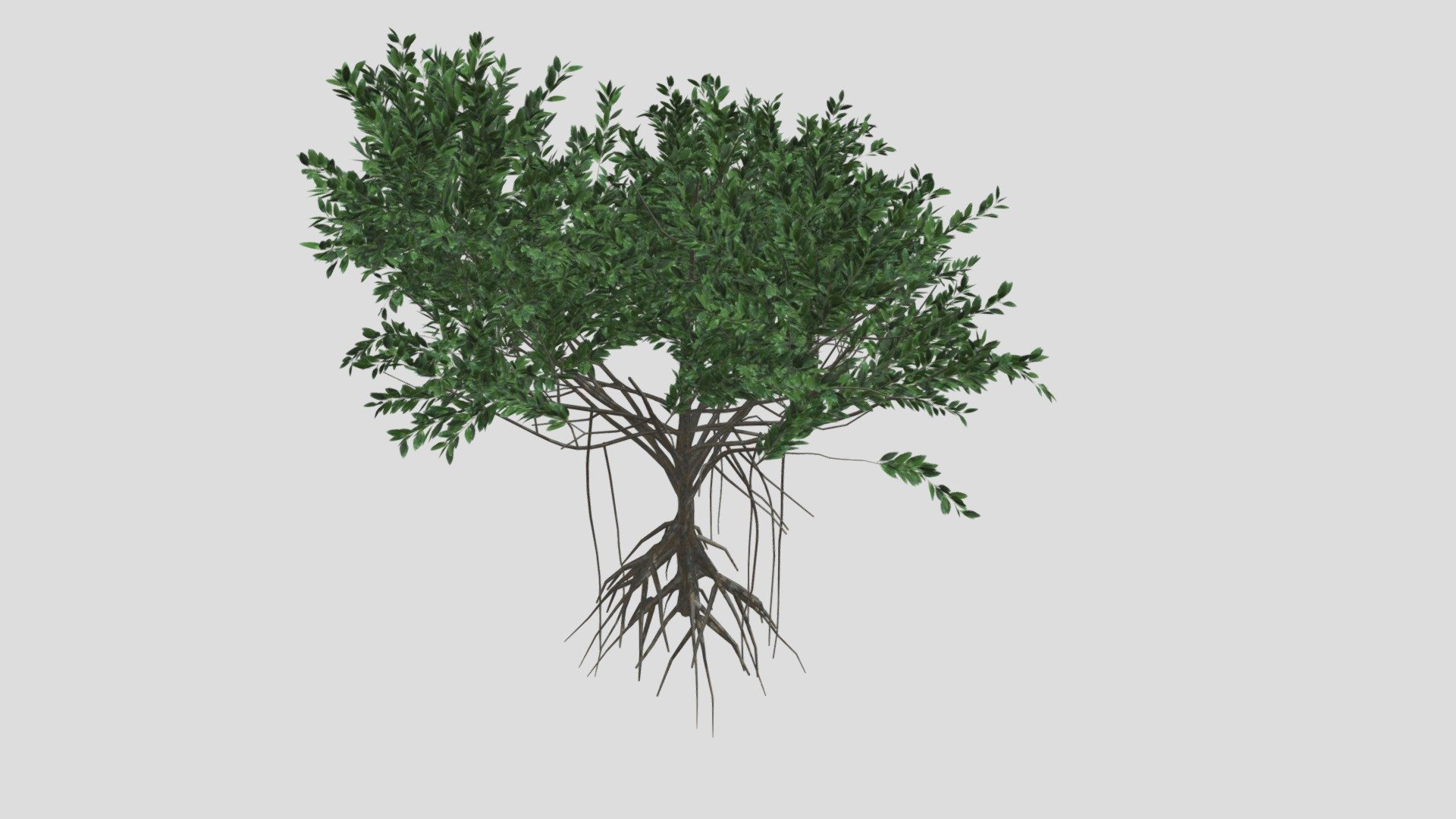GOBOTREE

A high quality 3d model of a mangrove tree C (Rhizophora mangle).

| Model dimensions : 2.9m2.95m2.94m

| Mesh details â€“ 298372 faces , 253187 vertices

| It comes with PBR ready textures - Diffuse, Albedo, AO, Metalness /Specular, Normal, Roughness maps. Other formats available upon request.

| Formats 3ds max 2015 with a Vray materials FBX OBJ

Object suitable for architectural and landscape visualisations and presentations. Please let us know, if we can improve our models or if you need us to adapt to specific needs!

We take custom orders for specific species!

Find more assets on Gobotree! - GTV mangrove tree C - Buy Royalty Free 3D model by Gobotree-3D-Assets 3d model