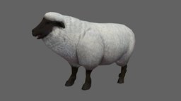 Sheep Casual sheep, animals, mammal, ram, domestic, farm, farmer, lamb, wool, livestock, bighorn, farm-animal, lowpoly, animal, animated