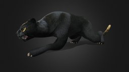 Black Panther_A1 animals, panther, blackpanther, character, animation, animated, rigged