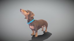 Playful dachshund dog 35