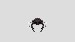 Stag beetle insect, beetle, stag, realistic, pets, animal, animated, rigged