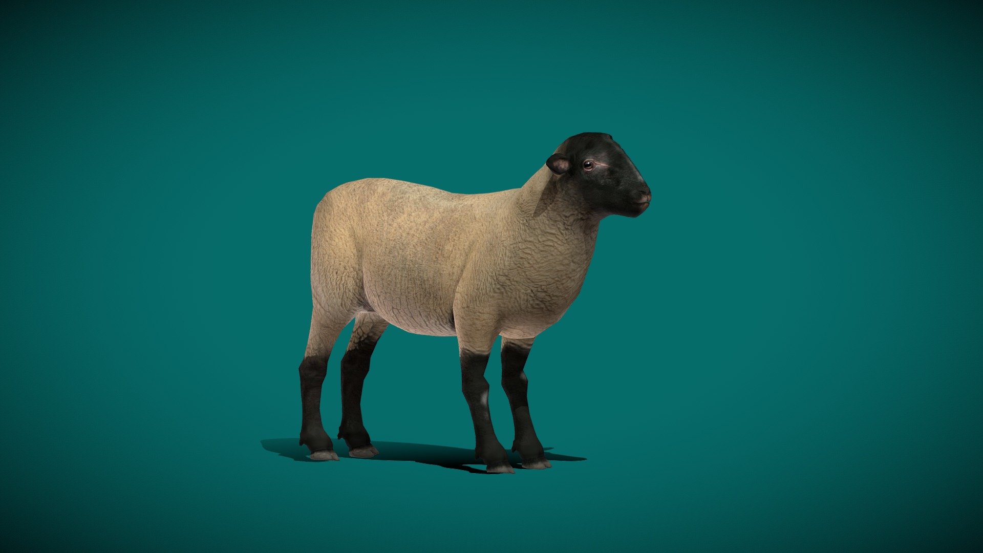 Suffolk Sheep (Domestic Sheep) 

Ovis aries Mammal Animal   (Low poly)

1 Draw Calls

Gameready

13 Animations

4K PBR Textures Material

Unreal FBX

Unity FBX  

Blend File 

USDZ File (AR Ready). Real Scale Dimension

Textures Files

GLB File


Gltf File ( Spark AR, Lens Studio(SnapChat) , Effector(Tiktok) , Spline, Play Canvas ) Compatible




Triangles: 5252



Vertices: 2649

The Suffolk is a British breed of domestic sheep. It originated in the late eighteenth century in the area of Bury St. Edmunds in Suffolk, as a result of cross-breeding when Norfolk Horn ewes were put to improved Southdown rams. It is a polled, black-faced breed, and is raised primarily for its meat. Wikipedia
Weight: : Male: 125 kg; Female: 88 kg;
Scientific name: Ovis aries
Face colour: black
Height: : Male: 80 cm; Female: 74 cm;
Standard: Suffolk Sheep Society - Suffolk Sheep (Lowpoly) - 3D model by Nyilonelycompany 3d model