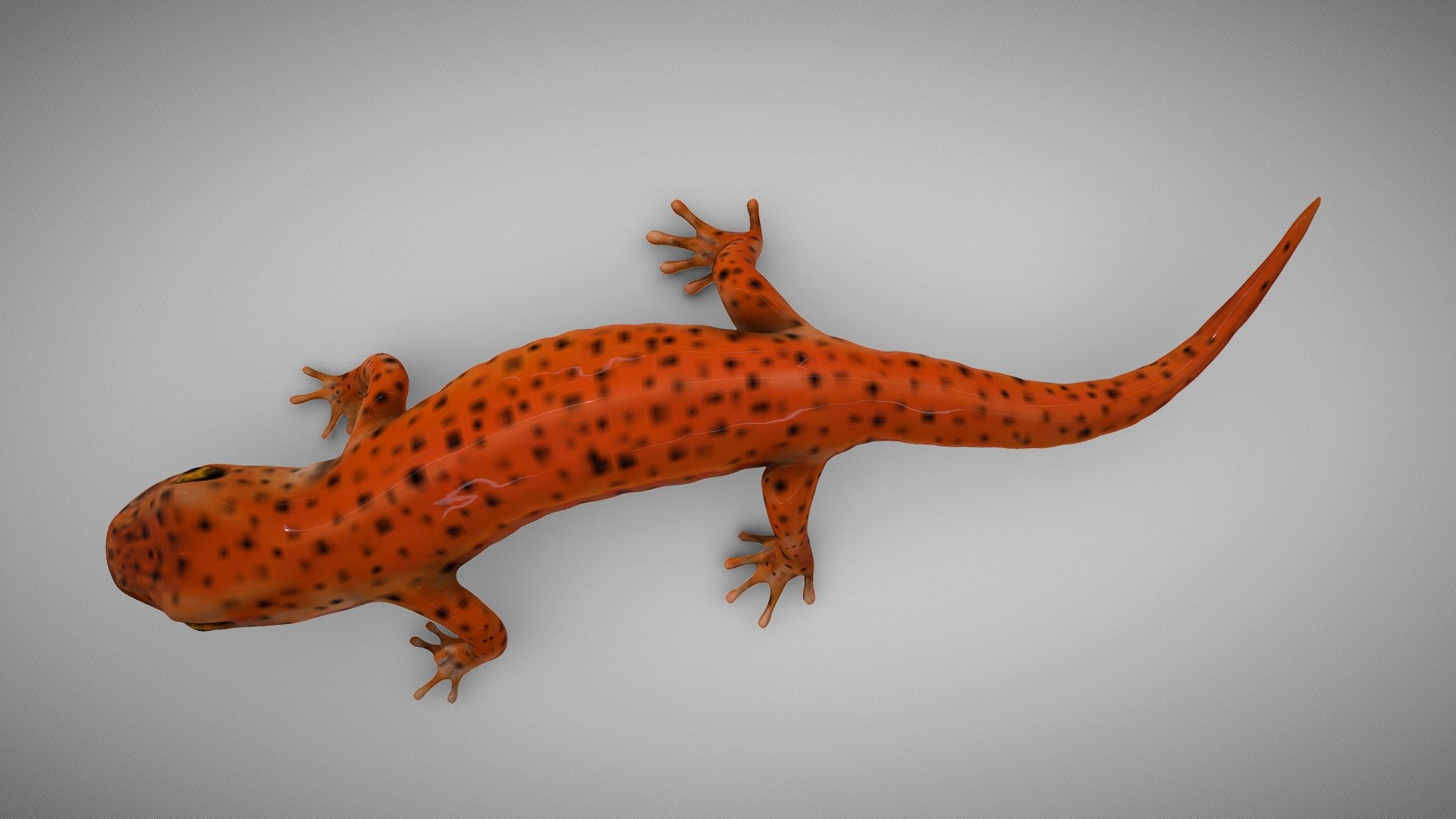 Red Salamander | ZBrush Sculpt - 3D model by NCOW 3d model