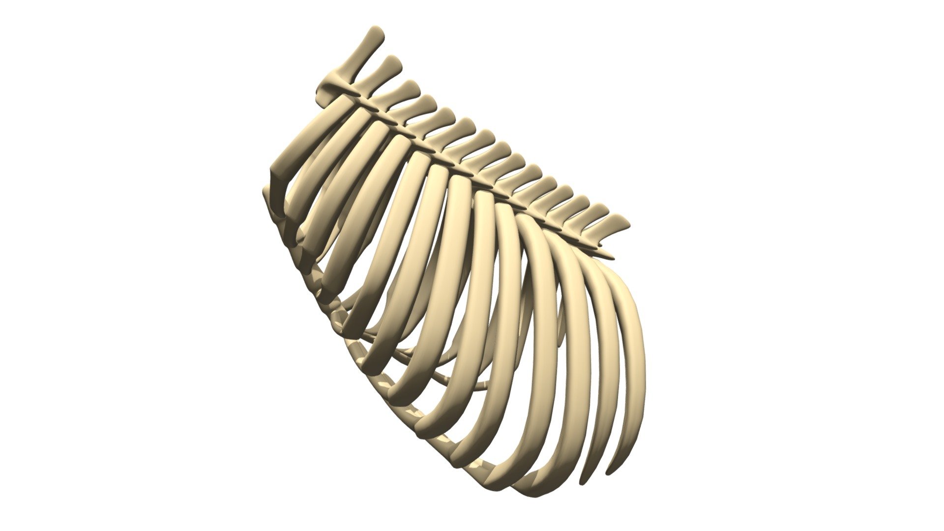 Detailed 3d model of animal rib cage 3d model