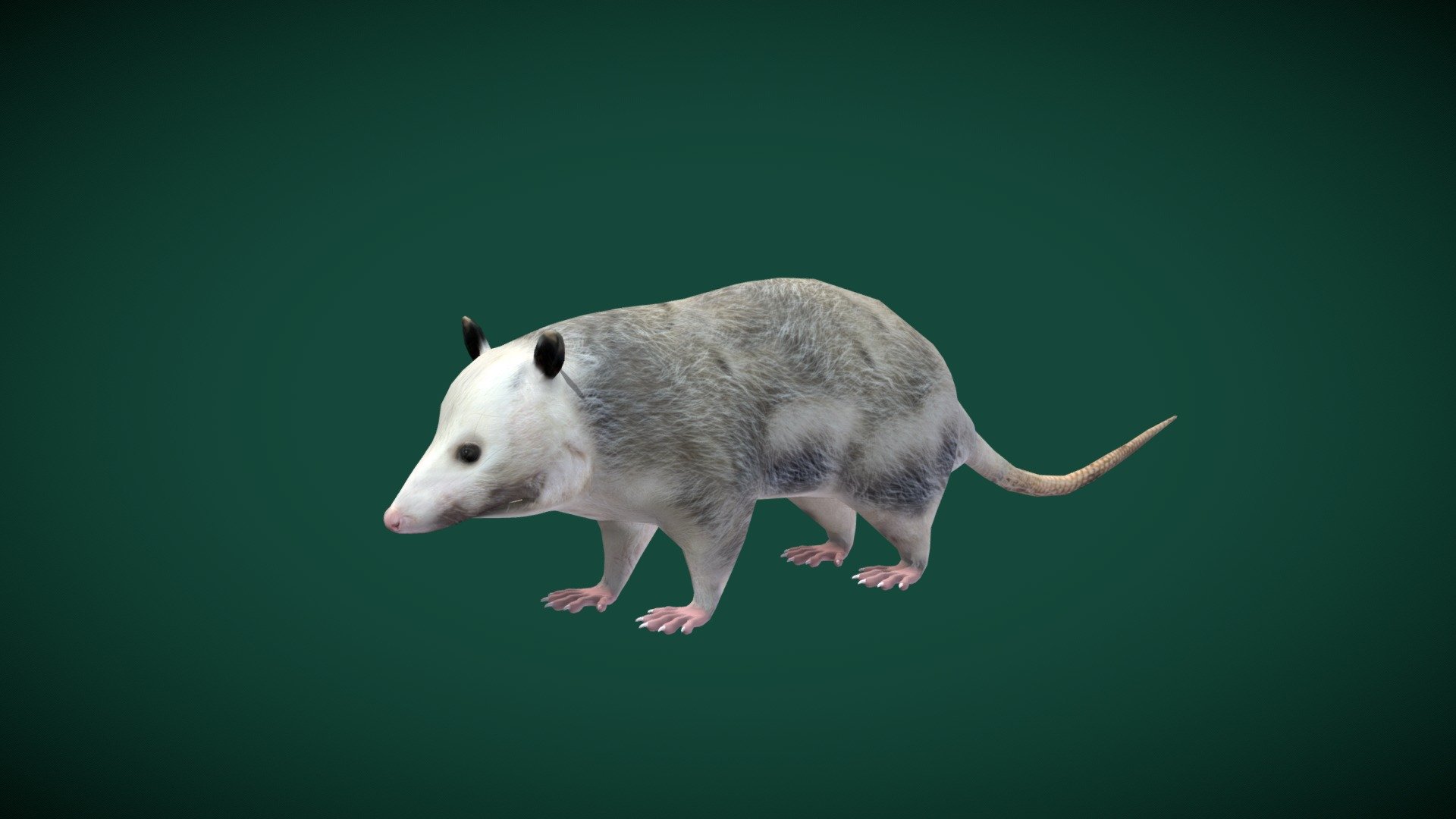 Opossums (marsupial order Didelphimorphia)  

Didelphidae Animal Mammal ( Animalia )

1 Draw Calls

GameReady 

11 Animations

4K PBR Textures Material

Unreal FBX

Unity FBX  

Blend File 

USDZ File (AR Ready). Real Scale Dimension

Textures Files

GLB File


Gltf File ( Spark AR, Lens Studio(SnapChat) , Effector(Tiktok) , Spline, Play Canvas ) Compatible




Triangles : 8251



Vertices  : 4159

Faces     : 4158

Edges     : 8312

Diffuse , Metallic, Roughness , Normal Map ,Specular Map,AO
Opossums are members of the marsupial order Didelphimorphia endemic to the Americas. The largest order of marsupials in the Western Hemisphere, it comprises 93 species in 18 genera. Wikipedia
Lifespan: Virginia opossum: 4 years, Common_opossum: 2 years
Scientific name: Didelphidae
Domain: Eukaryota
Family: Didelphidae; Gray, 1821
Infraclass: Marsupialia
Kingdom: Animalia - Opossum  Didelphidae (Lowpoly) - 3D model by Nyilonelycompany 3d model