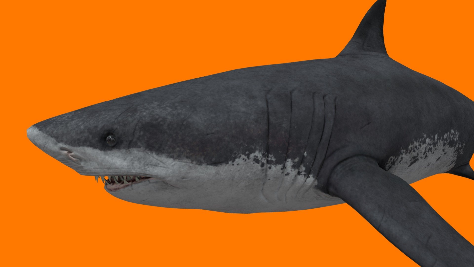 this shark is gigantic and it comes from the a movie called The Meg but this shark does not exist but the only shark that exists is the great white shark - megalodon - Download Free 3D model by dinomaster 3d model