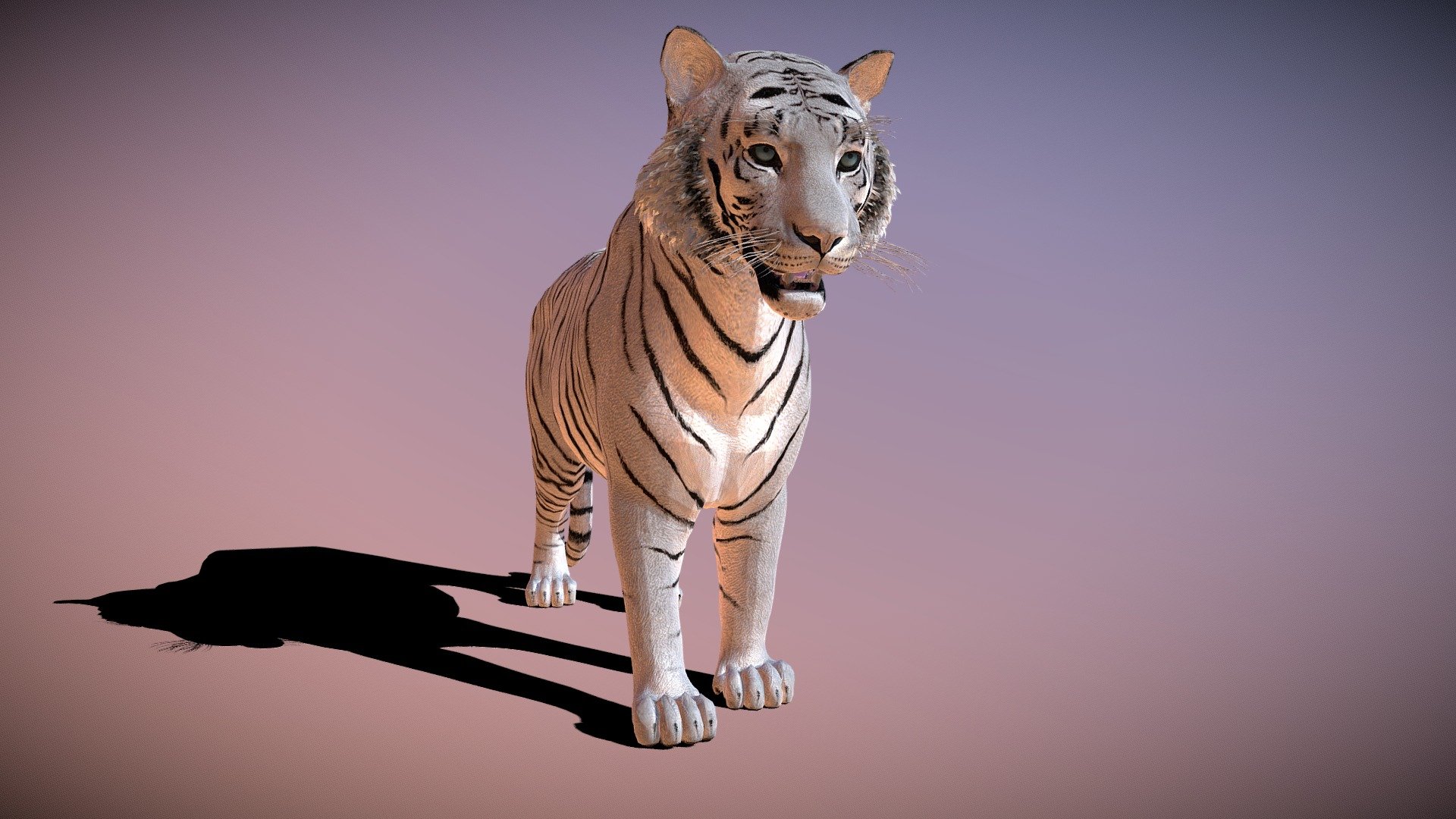 This white tiger animated rigged model is perfect for any 3D animation project. Created using Blender, this model features a realistic tiger with a detailed fur texture and a fully rigged skeleton. The model is ready to be used in any 3D animation software and can be easily manipulated to create unique movements and poses. With its realistic look and feel, this white tiger model will bring life to any 3D animation project.

this is the original: https://sketchfab.com/3d-models/tiger-51ed5186afb04487ae6adb51f8ffd09b - White Tiger (RIGGED ANIMATED) - Download Free 3D model by CGJAY1111 3d model