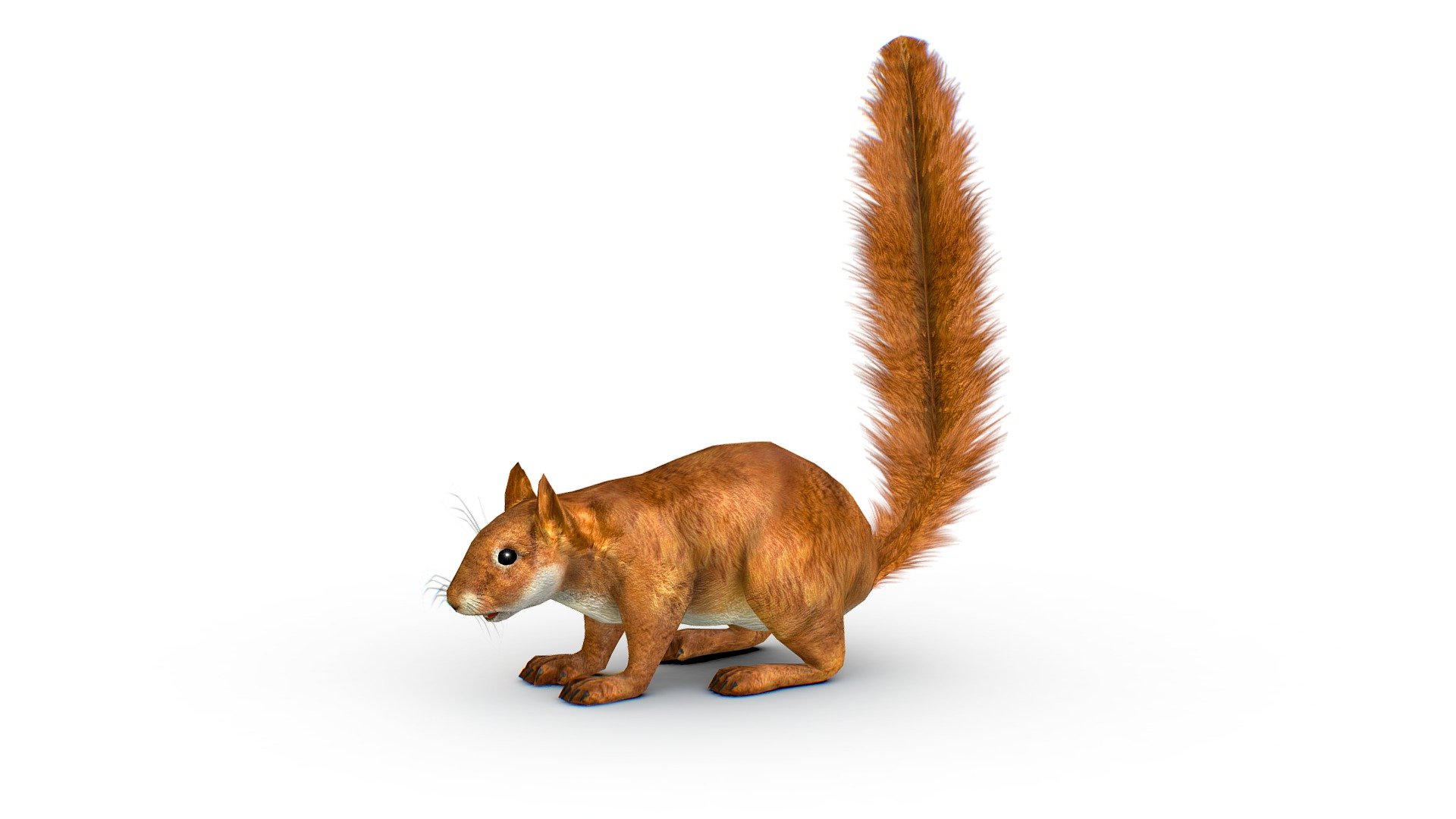 LowPoly Forest Wild Red Squirrel, 1024x1024 texture size (nirmal,difuse,specular) - LowPoly Forest Wild Red Squirrel - Buy Royalty Free 3D model by Oleg Shuldiakov (@olegshuldiakov) 3d model