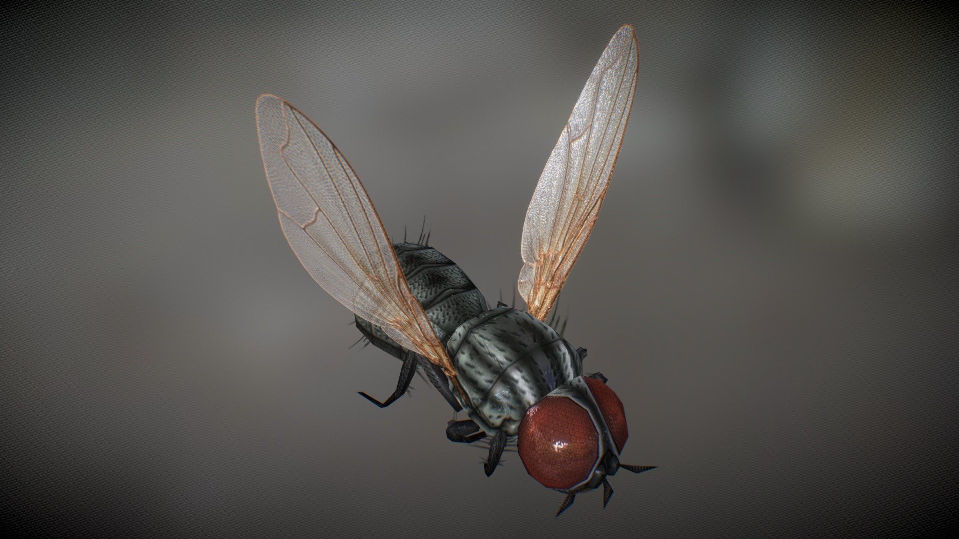 MODEL: (Insect_Fly.fbx)
 • SPEC = 928 polygons, 584 Vertices
 • RIG = 28 Joints
 • DIMENSIONS = 0.47 cm x 0.88 cm

TEXTURE: (Insect_Fly##_.)
 • TYPE = Diffuse(D), Specular(S), Gloss(G), Normal(N), Alpha(A)
 • FORMAT = .png (512 x 256 24 bits) .tga (512 x 256 32 bits) - Housefly 01, Flying - 3D model by hinxlinx 3d model