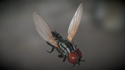 Housefly 01, Flying insect, bug, wings, winged, housefly, pest, low-poly, game, fly, house, creature, animal