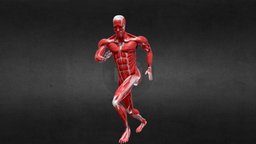 Running Animation Anatomy Male Muscle RIGED body, anatomy, muscle, muscles, rig, run, running, hurry, walk, animation, human, rigged