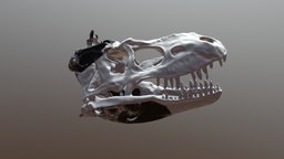 Albertosaurus Skull (VCU_3D_3803) 