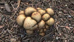 Bunch of mushrooms mushroom, ground, cz, realistic, real, czech, brno, closeup, realitycapture, photogrammetry, texture, highpoly