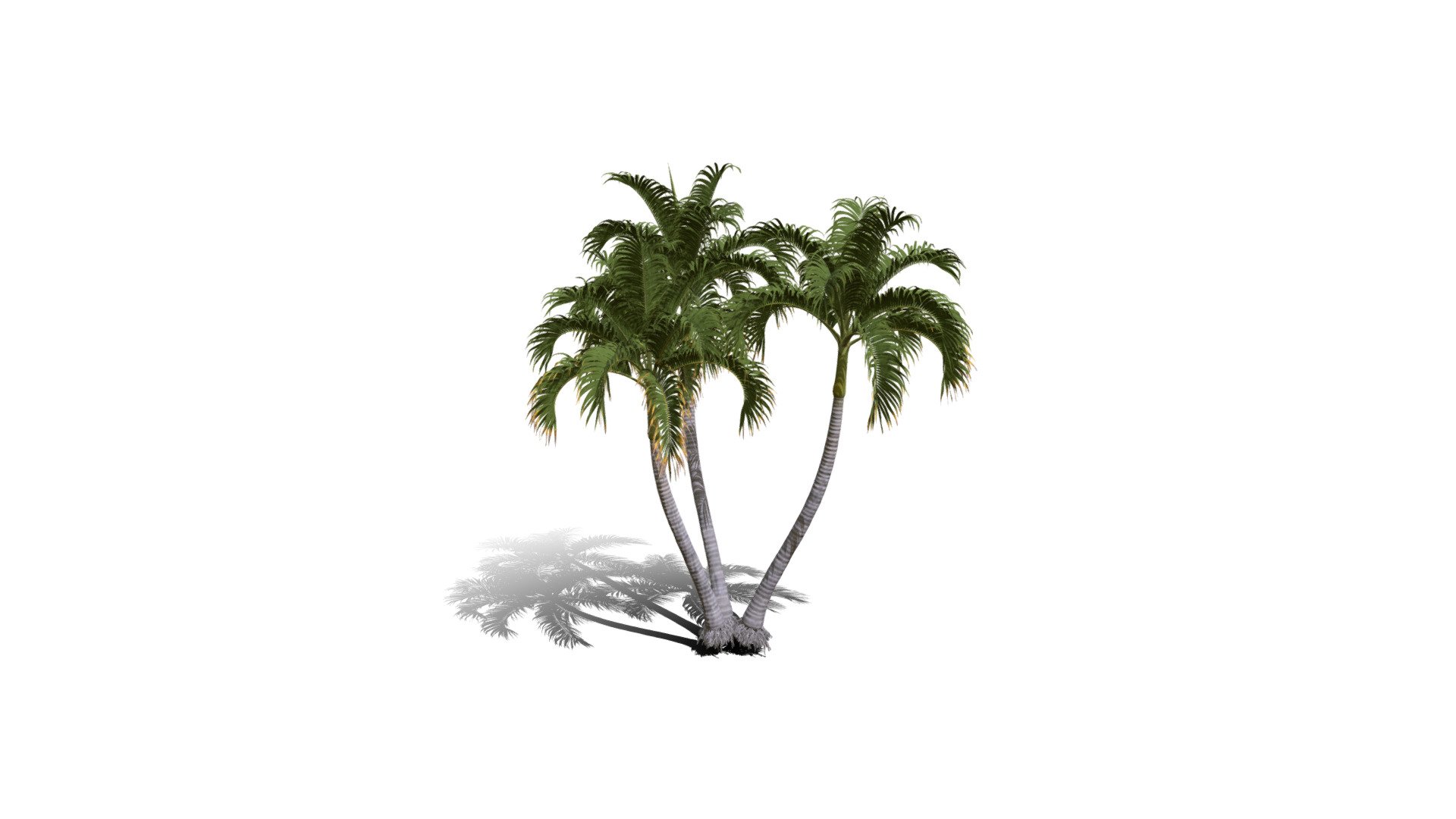 Model specs:





Species Latin name: Adonidia merrillii




Species Common name: Christmas palm




Preset name: 3 trunks mat 75




Maturity stage: Mature




Health stage: Thriving




Season stage: Summer




Leaves count: 3670




Height: 5.2 meters




LODs included: Yes




Mesh type: static




Vertex colors: (R) Material blending, (A) Ambient occlusion



Better used for Hi Poly workflows!

Species description:





Origin: Asia




Biomes: Forest




Climatic Zones: Tropical




Plant type: Palm



This PlantCatalog mesh was exported at 40% of its maximum mesh resolution. With the full PlantCatalog, customize hundreds of procedural models + apply wind animations + convert to native shaders and a lot more: https://info.e-onsoftware.com/plantcatalog/ - Realistic HD Christmas palm (29/35) - Buy Royalty Free 3D model by PlantCatalog 3d model