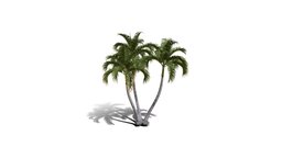 Realistic HD Christmas palm (29/35) trees, tree, plant, forest, plants, palm, asia, outdoor, foliage, nature