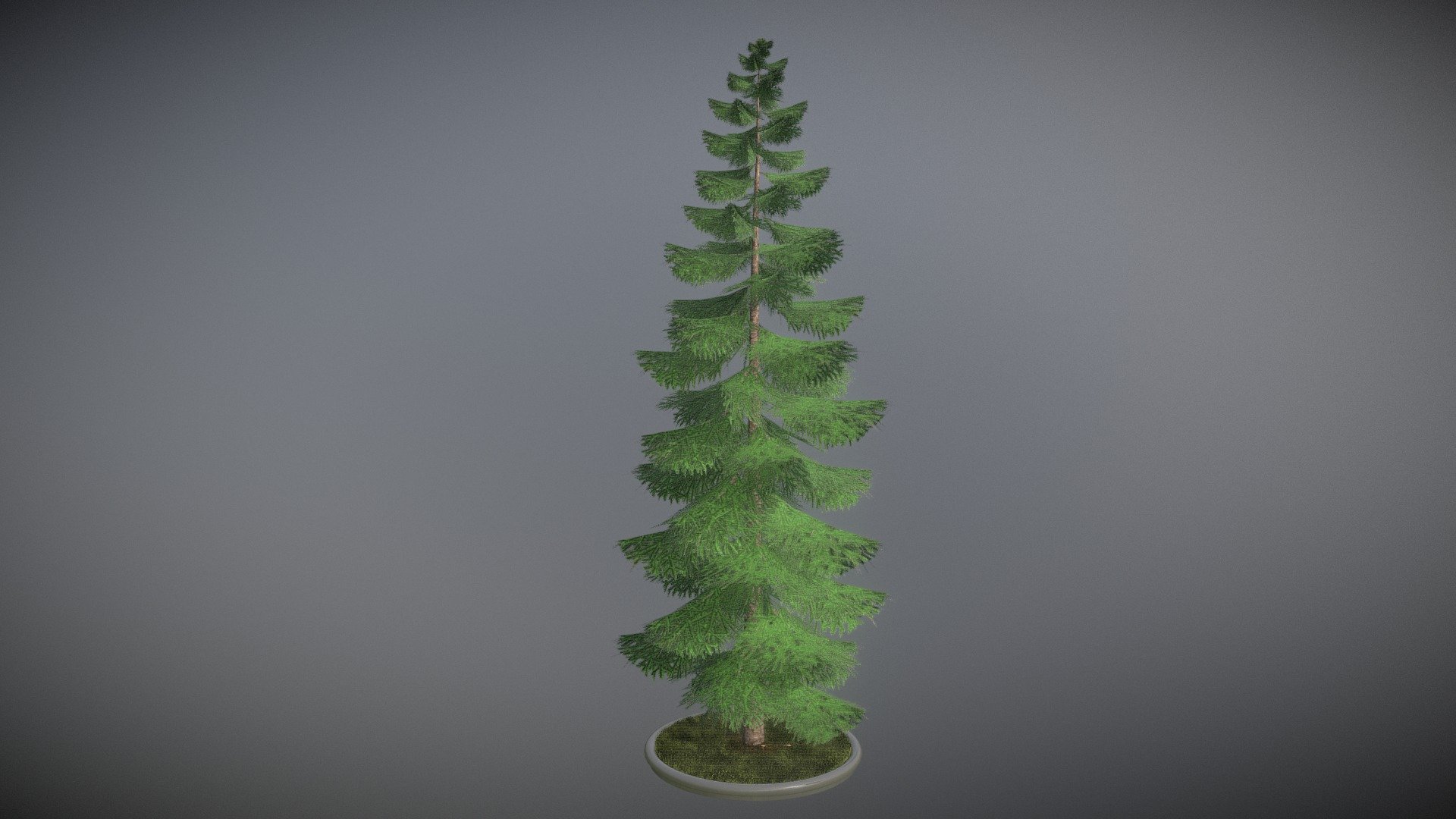 Here is another 31 meter high spruce tree.

 



Textures(2k):

-Color map

-Normal map



Here on Sketchfab you can see and purchase some of our 3d-models which we are using in our projects for VIS-All.

This model was created by 3DHaupt for the Software-Service John GmbH.

The model was created in Blender-3d - Spruce Tree - 31 Meter Version 3 - Buy Royalty Free 3D model by VIS-All-3D (@VIS-All) 3d model