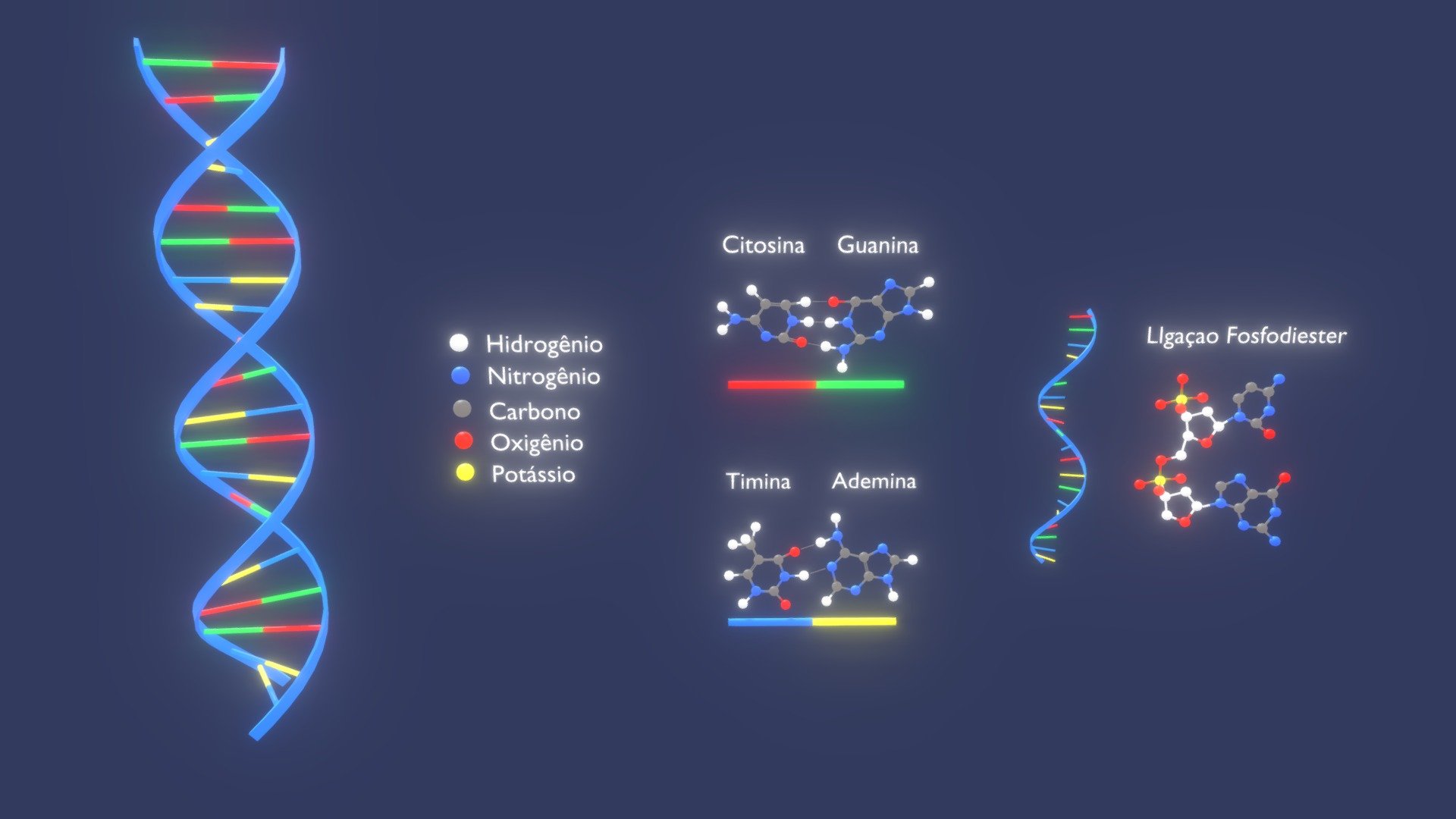 Objetivo: Aprimorar a visualização da molécula, enfatizando sua organização, seus componentes e como se comportam de maneira integradora.

Softare utilizado: Blender
Autor do modelo 3d: Matheus Guandalini - Visão Tridimensional Da Molécula De DNA (456) - 3D model by RA Unicesumar - Recursos Digitais e Inovação (@raunicesumar) 3d model