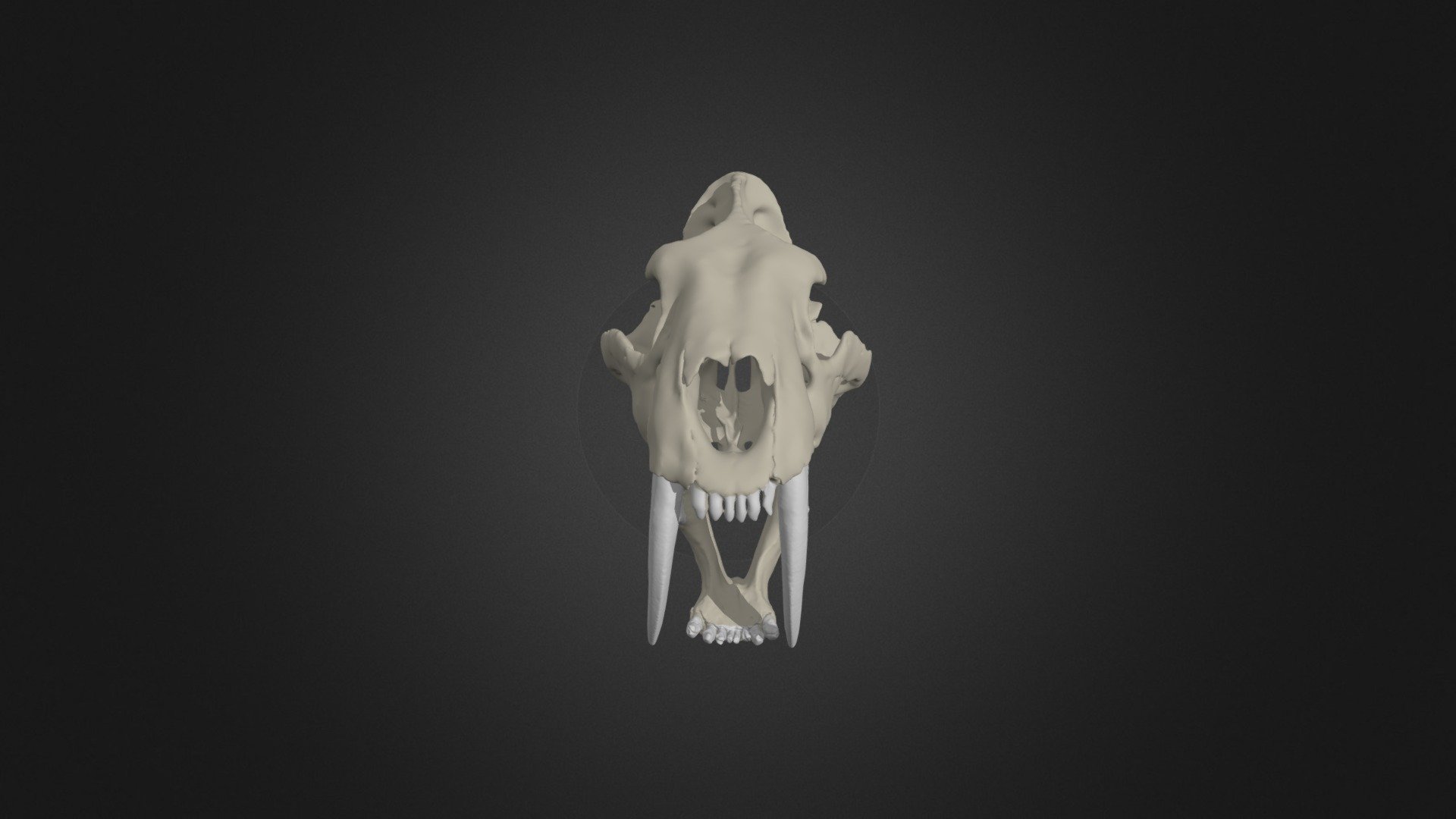 Digitally restored skull of the sabre-toothed cat Smilodon fatalis 3d model
