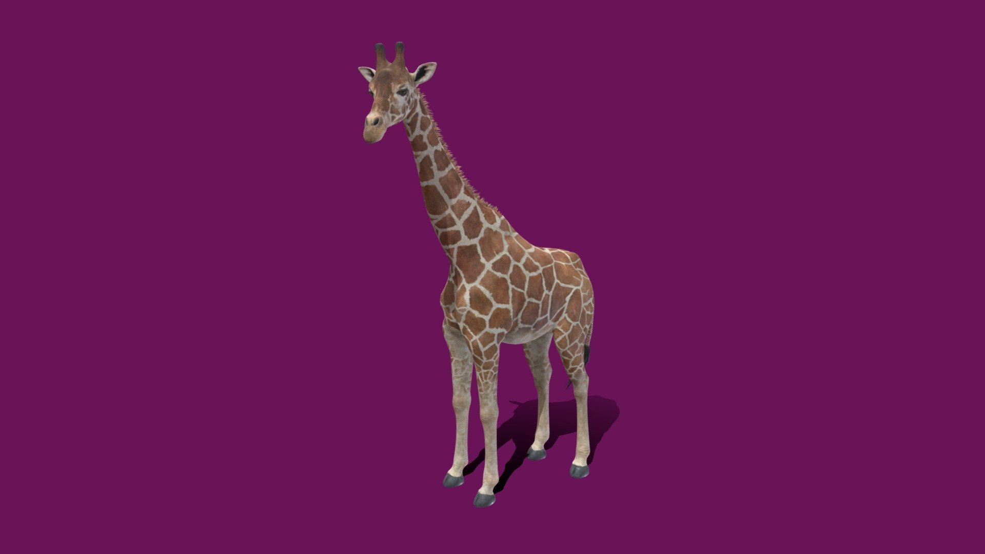 For Store 3D Preview link for beautiful animals store.
giraffe 3d animated model .
The giraffe is a large African hoofed mammal belonging to the genus Giraffa. It is the tallest living terrestrial animal and the largest ruminant on Earth. Traditionally, giraffes were thought to be one species, Giraffa camelopardalis, with nine subspecies.

Buy model here - Giraffe (beautifulanimals.store) - 3D model by Beautiful Animals (nyilonelycompany + theappgod) (@beautifulanimals) 3d model