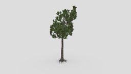 Kauri tree- S3 tree, unreal, nature, maori, australis, coniferous, game, kauri, palnts, agathis