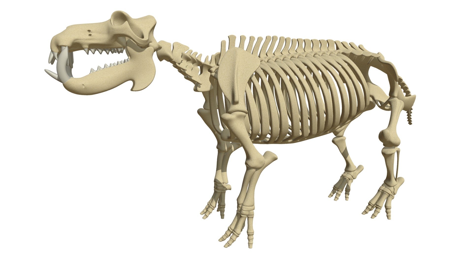 Detailed 3d model of hippopotamus river horse skeleton 3d model
