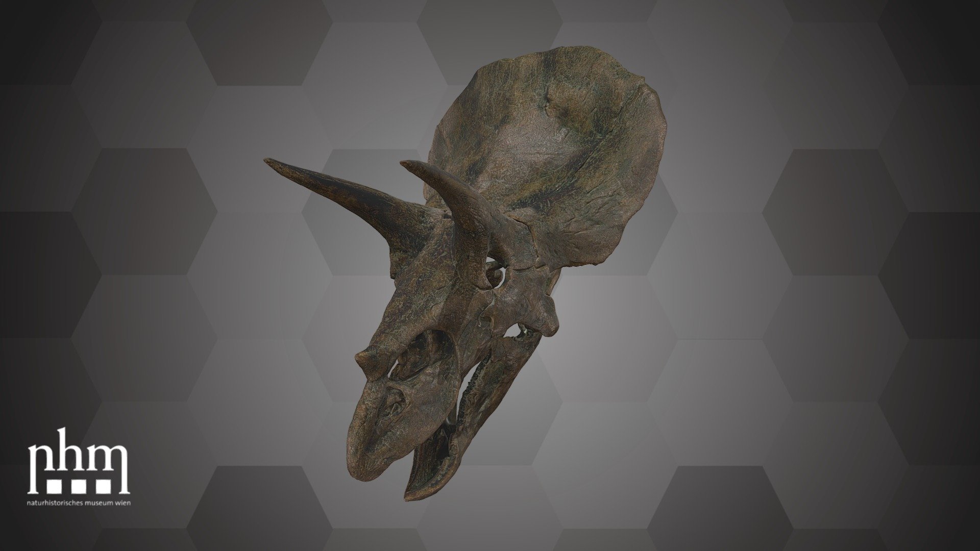 3D scan of a skull cast of the three-horned dinosaur Triceratops horridus. Triceratops lived during the latest Cretaceous in what is now North America. It was one of the largest horned dinosaurs and could reach a weight up to 10 tons. Its skull alone could grow over 2 meters in length! The name Triceratops is derived from the Greek words trí- (τρί-) meaning &lsquo;three', kéras (κέρας) meaning &lsquo;horn', and ṓps (ὤψ) meaning &lsquo;face'.

This cast of the Triceratops horridus skull can be found in Hall 10 of the NHM Vienna next to the T. rex skull. 

Species: Triceratops horridus (Marsh, 1889)

Inventory number: NHMW-Geo 2000z0185/0001

Collection: Natural History Museum Vienna, Geology &amp; Paleontology Dept., Vertebrate Coll. (curator: Ursula Göhlich)

Find out more about the NHMW here.

Scanned and edited by Nikola Brodtmann &amp; Viola Winkler (NHMW)

Scanner: Artec Leo. Infrastructure funded by the FFG 3d model