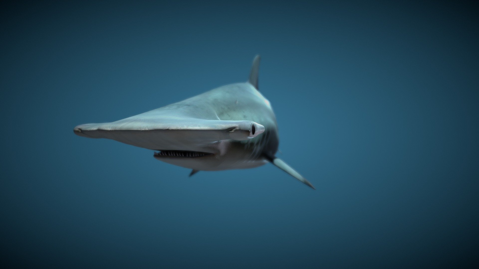 Hammer Head shark with swim animation.
Relatively low poly count and efficient textures 3d model