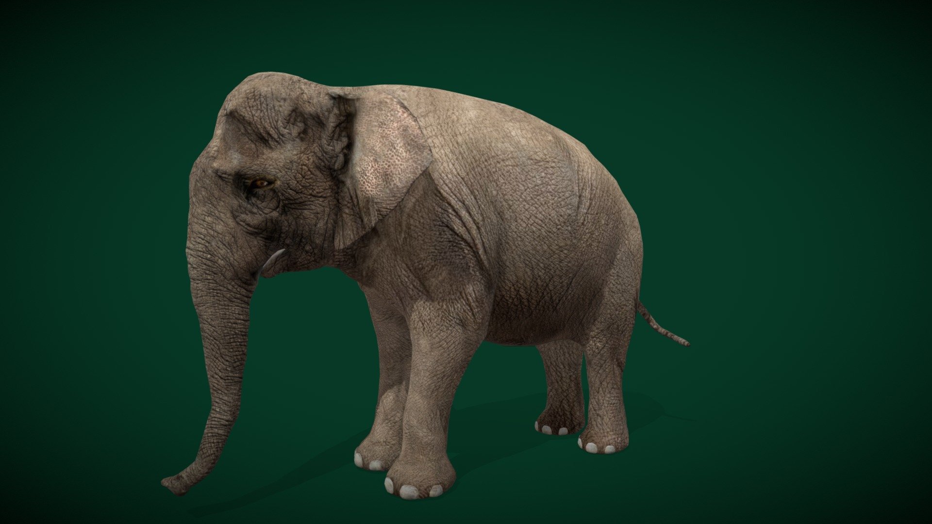 Asian Elephant Adult Unisex( Asiatic elephant )Buffalo Zoo,Endangered

Elephas maximus Animal Mammal (Indian subcontinent)largest living land animal, Herbivorous

1 Draw Calls

Lowpoly

Game Ready Asset

Subdivision Surface Ready

11- Animations

4K PBR Textures Material

Unreal FBX (Unreal 4,5 Plus)

Unity FBX

Blend File 3.6.5 LTS

USDZ File (AR Ready). Real Scale Dimension (Xcode ,Reality Composer, Keynote Ready)

Textures Files

GLB File (Unreal 5.1 Plus Native Support)


Gltf File ( Spark AR, Lens Studio(SnapChat) , Effector(Tiktok) , Spline, Play Canvas,Omiverse ) Compatible




Triangles -11230  



Faces -6399

Edges -12140

Vertices -5759

Diffuse, Metallic, Roughness , Normal Map ,Specular Map,AO,

The Asian elephant, also known as the Asiatic elephant, is the only living species of the genus Elephas and is distributed throughout the Indian subcontinent and Southeast Asia, from India in the west, Nepal in the north, Sumatra in the south, and to Borneo in the east 3d model