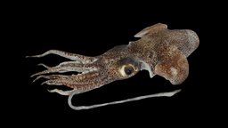 ミミイカ 🦑 Morses Bobtail Squid, Euprymna morsei squid, mollusca, cephalopoda, animalia, bobtail, ffishasia, noai, morses, euprymna, sepiolidae, sepiida