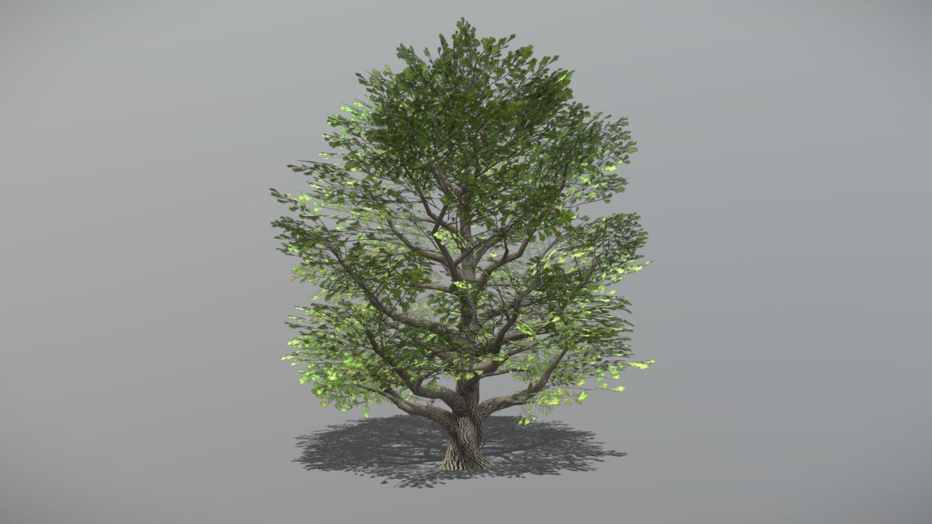 Animated Oak tree + FBX LOD Model

• LOD0 = 6,406 Tris

• LOD1 = 3,203 Tris

• LOD2 = 1,724 Tris
 - Oak 2 (Animated Tree) - Buy Royalty Free 3D model by bsp 3d model
