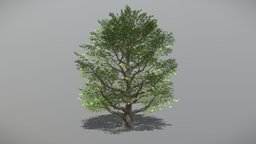 Oak 2 (Animated Tree) trees, tree, plant, plants, oak, vegetation, foliage, nature, 3d, blender, blender3d, model, animated, environment, noai