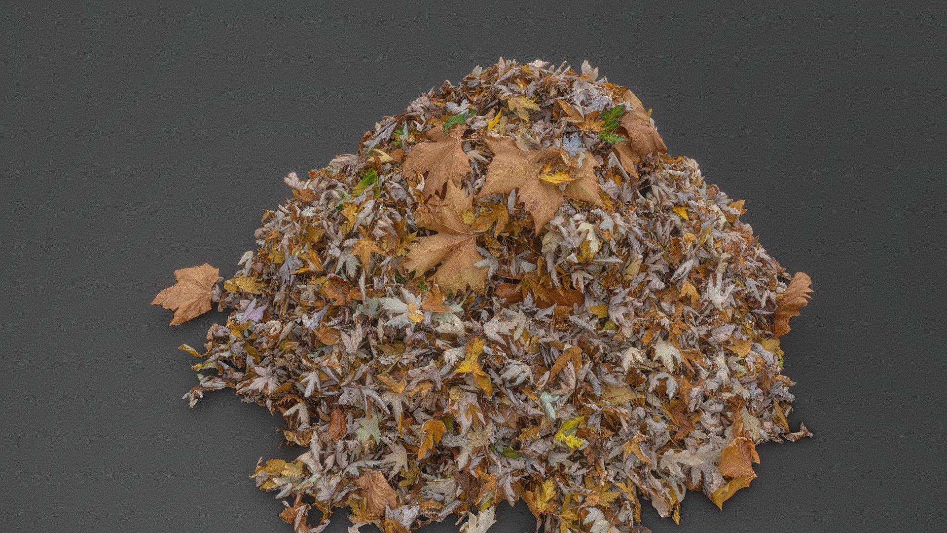 Fallen Leaves heap in garden of autumn fall lime lindens tree leaves, on garden park grass

Photogrammetry scan 180x24MP, 2x8K textures + HD normals available as additional file download upon purchase - Pile of pointy leaves - Buy Royalty Free 3D model by matousekfoto 3d model