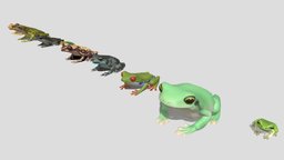 10 kinds of tree frog [1]