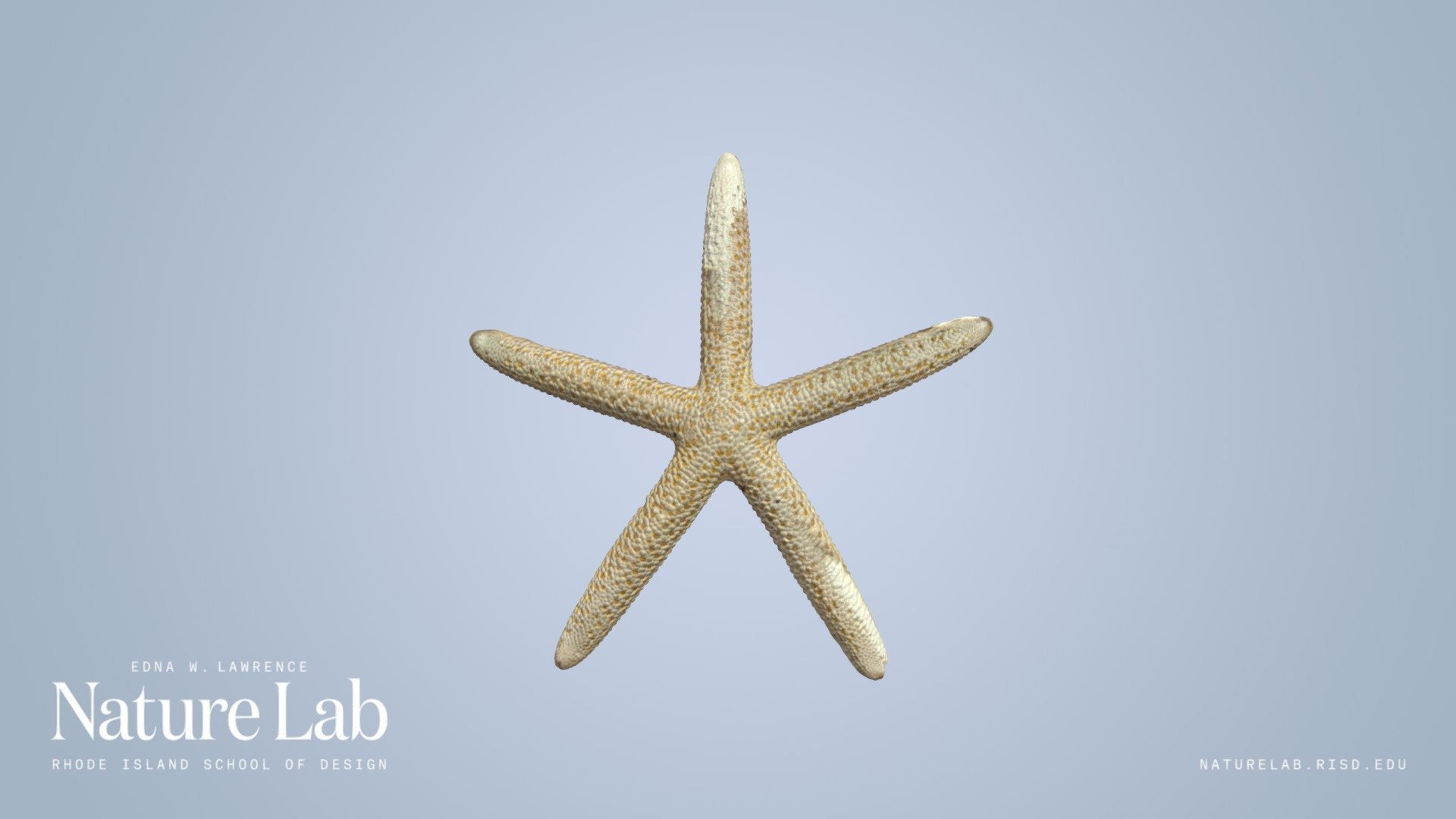 Class: Asteroidea.

More info here: https://en.wikipedia.org/wiki/Starfish

ID number: 759.12

Captured with Artec Spider 3D Scanner https://www.artec3d.com/portable-3d-scanners/artec-spider-v2 - Sea Star - Download Free 3D model by RISD Nature Lab (@RISDNaturelab) 3d model