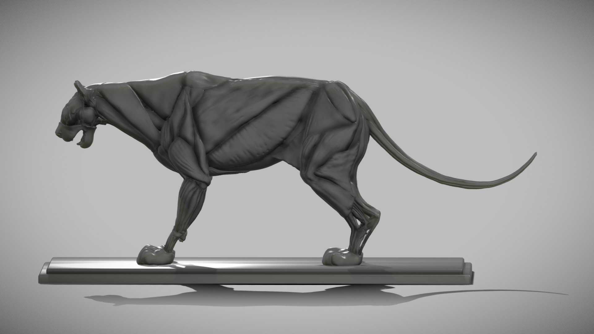 Cougar (Puma concolor) anatomy 3d model.

References:
&ldquo;Handbuch der Anatomie der Tiere für Künstler'&ldquo;;
&ldquo;LION ANATOMY FOR ARTISTS: SKELETON AND MUSCLE DIAGRAMS (https://monikazagrobelna.com/)