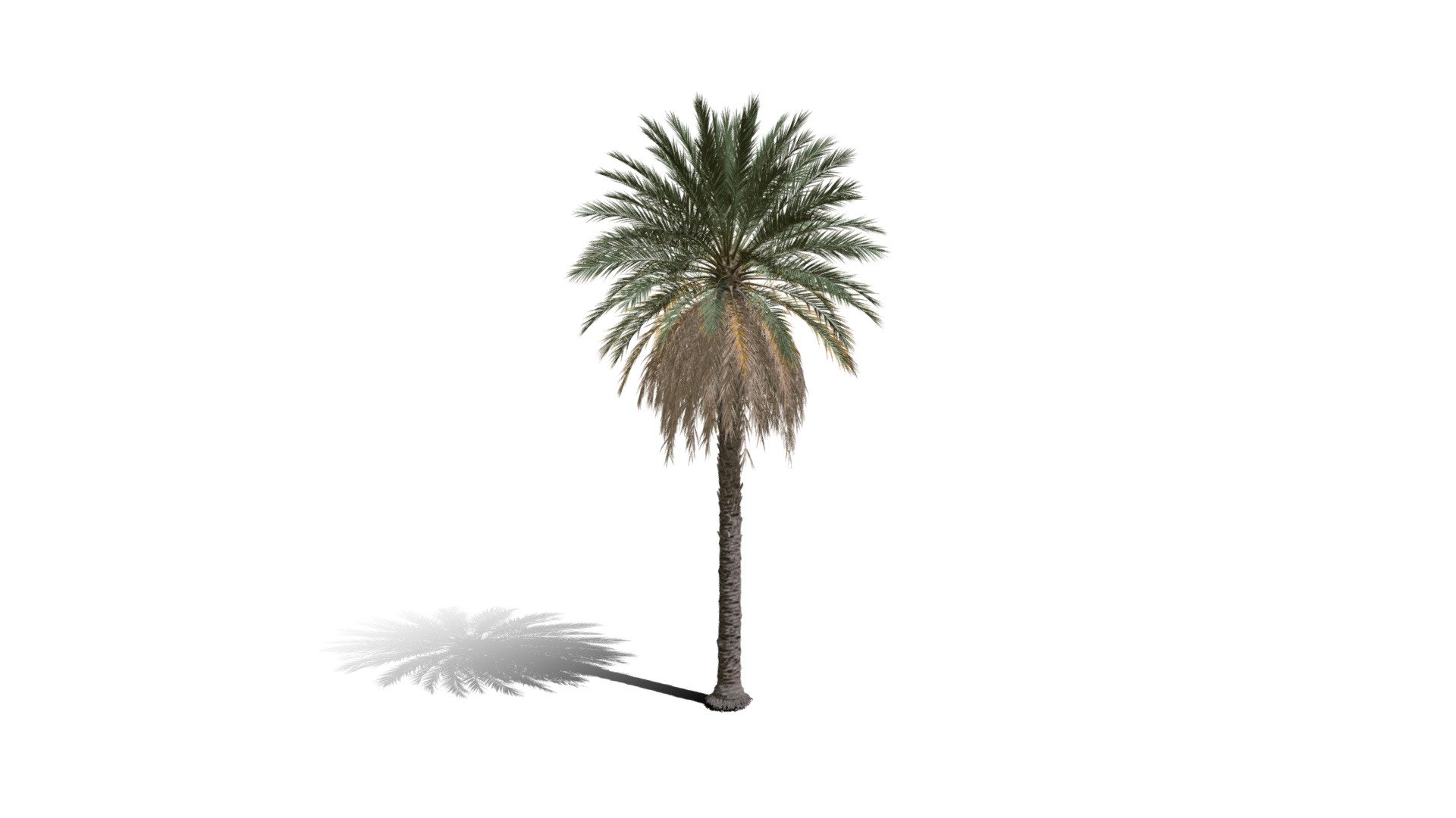 Model specs:





Species Latin name: Phoenix dactylifera




Species Common name: Date palm




Preset name: Standard no fruit mat 75




Maturity stage: Mature




Health stage: Thriving




Season stage: Spring




Leaves count: 12719




Height: 13.4 meters




LODs included: Yes




Mesh type: static




Vertex colors: (R) Material blending, (A) Ambient occlusion



Better used for Hi Poly workflows!

Species description:





Origin: Africa,Middle East




Biomes: Desert,Savana,Agricultural




Climatic Zones: Mediterranean,Subtropical,Tropical




Plant type: Palm



This PlantCatalog mesh was exported at 40% of its maximum mesh resolution. With the full PlantCatalog, customize hundreds of procedural models + apply wind animations + convert to native shaders and a lot more: https://info.e-onsoftware.com/plantcatalog/ - Realistic HD Date palm (6/78) - Buy Royalty Free 3D model by PlantCatalog 3d model