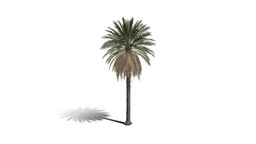 Realistic HD Date palm (6/78) trees, tree, plant, plants, africa, palm, desert, outdoor, foliage, nature, agricultural, middle-east, savana