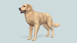 Dog dog, pet, puppy, retriever, golden, labrador, animated